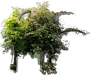 Aktinidia pstrolistna